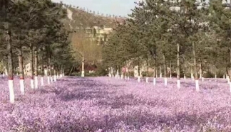 清明祭扫优选｜三河灵山宝塔陵园，北京朝阳通州便宜风水好墓地