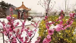 树葬与墓地风水科普，揭秘灵山宝塔陵园的生态与人文优势